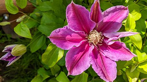 Clematis: alle tips over snoeien, stekke.